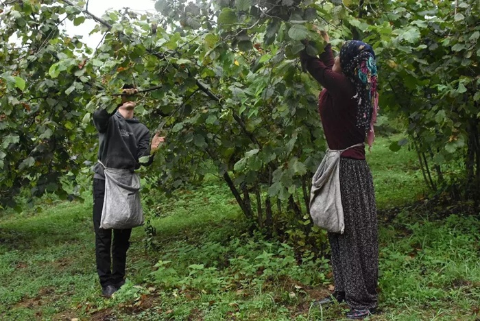handpicking hurriyet